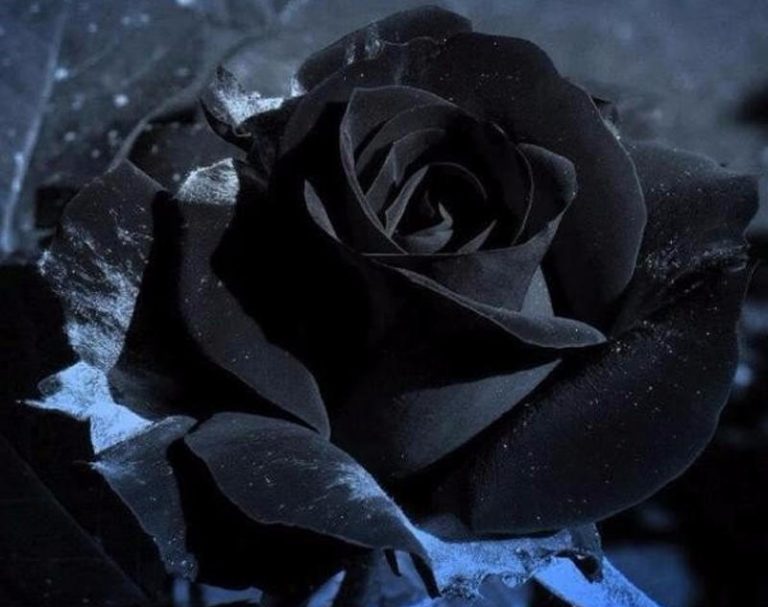 حلم اللون الأسود