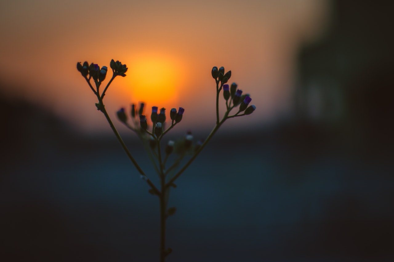 flower bloom during sunrise 633814 - موقع مصري