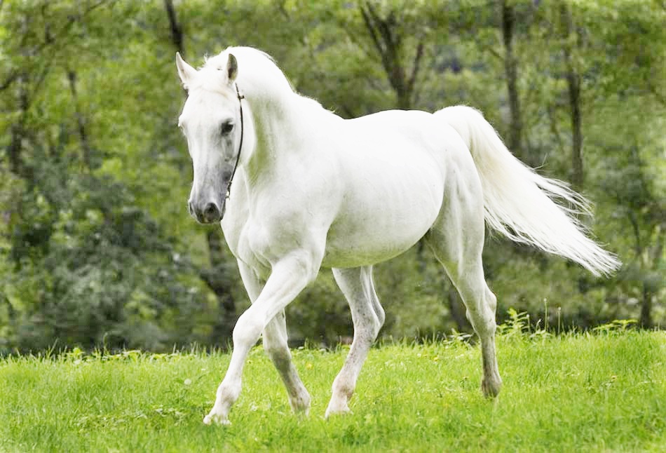 الحصان الأبيض في الحلم