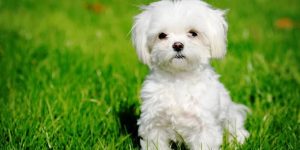 الكلاب في المنام