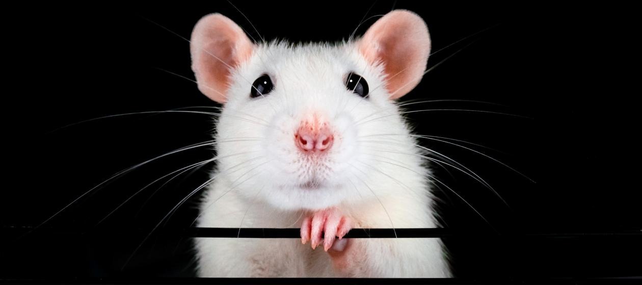 تفسير حلم الفأر في المنام للرجل