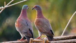 طيور الحمام في المنام