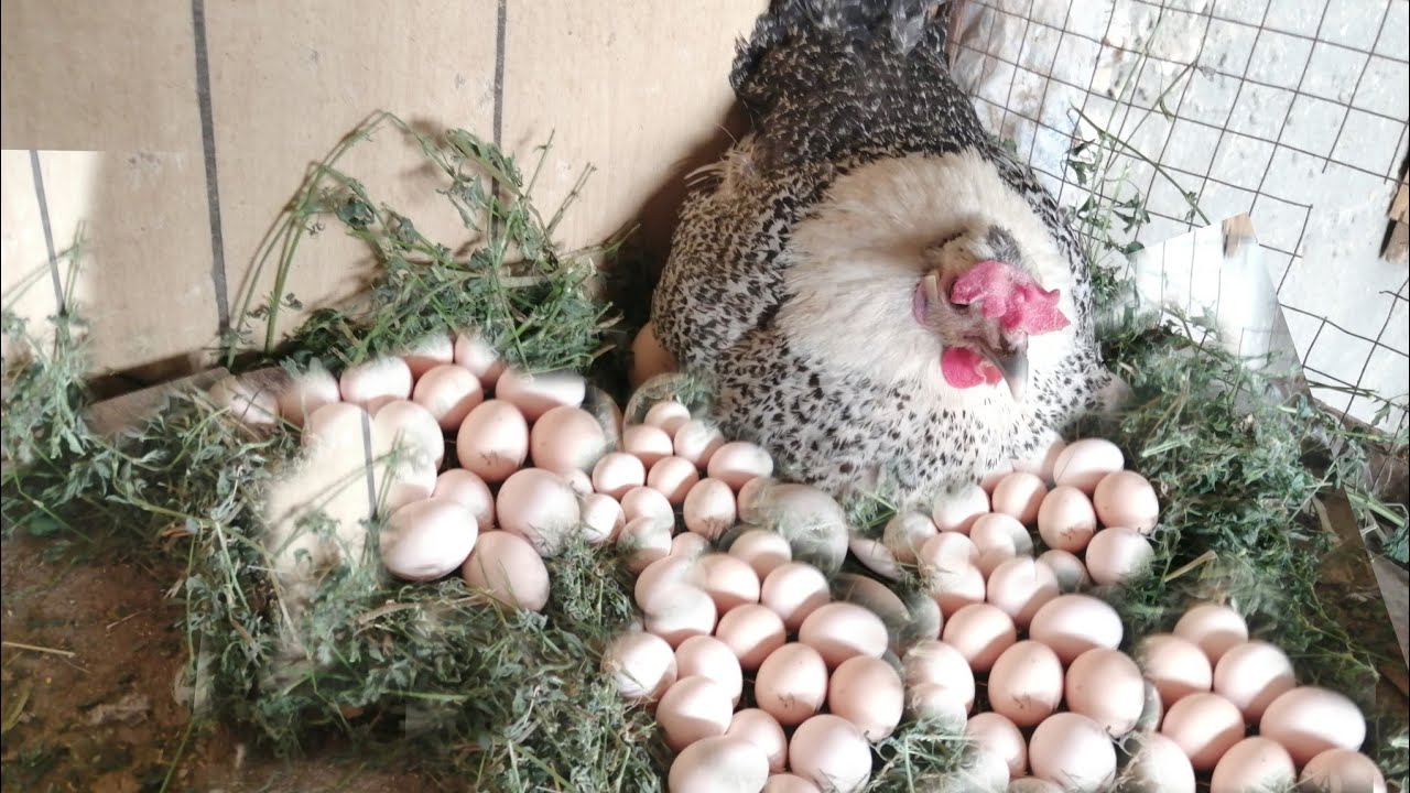 Å se egg og høner i en drøm