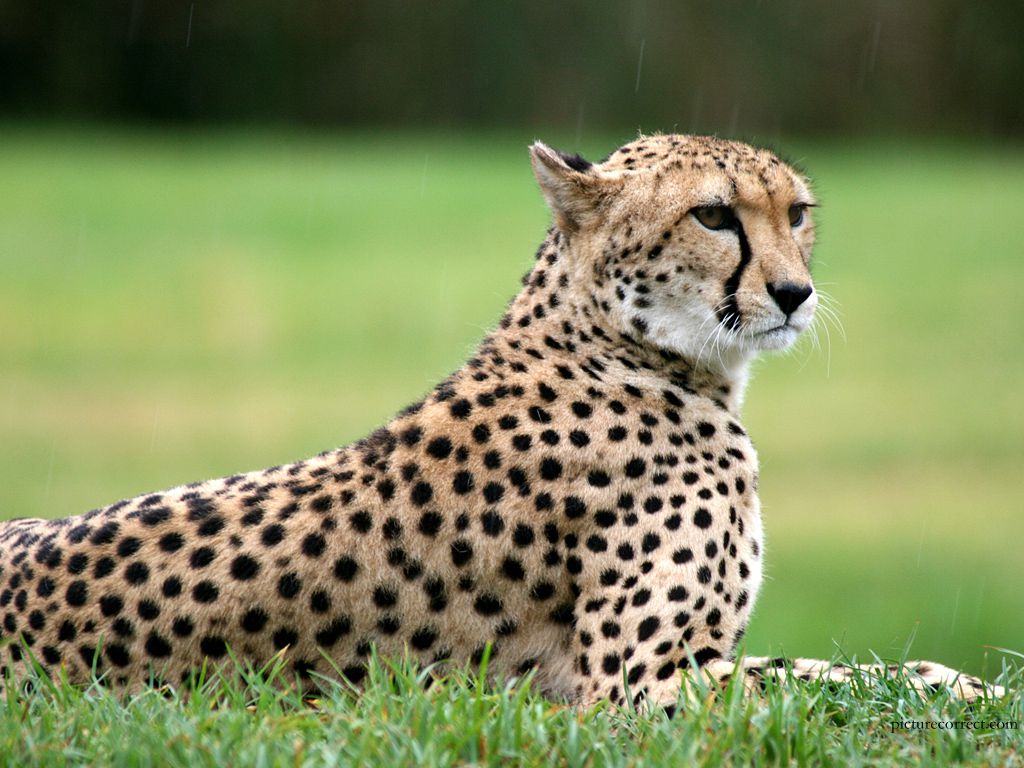 Unenäo tõlgendamine leopardist