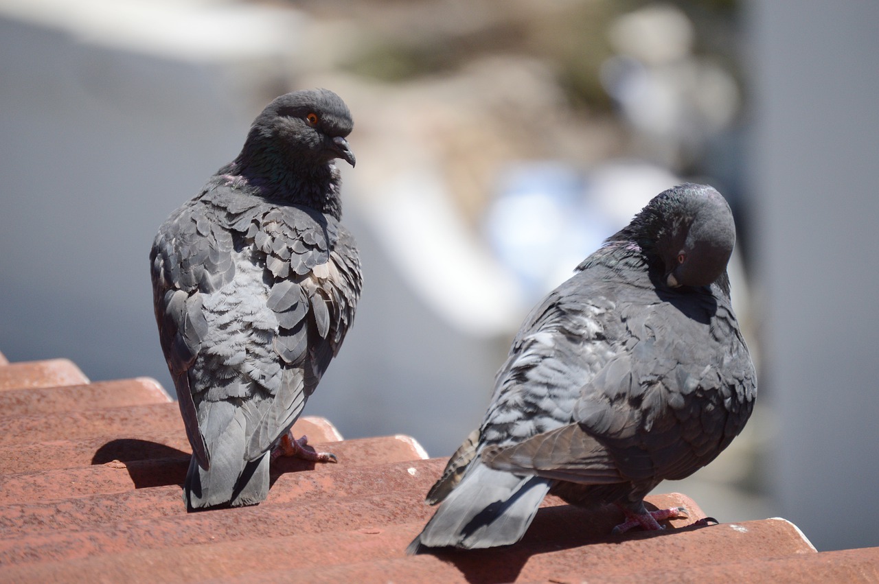 Hva er tolkningen av den svarte duedrømmen?