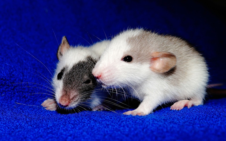 حلم الفئران الصغيرة 