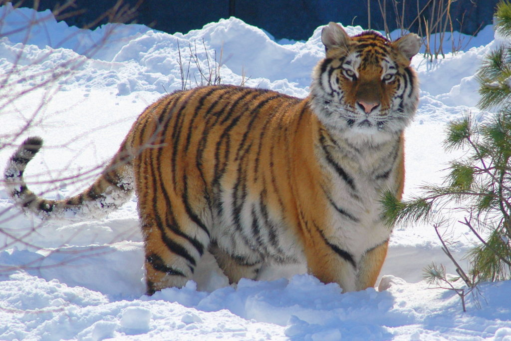Tumačenje snova o tigru za trudnicu