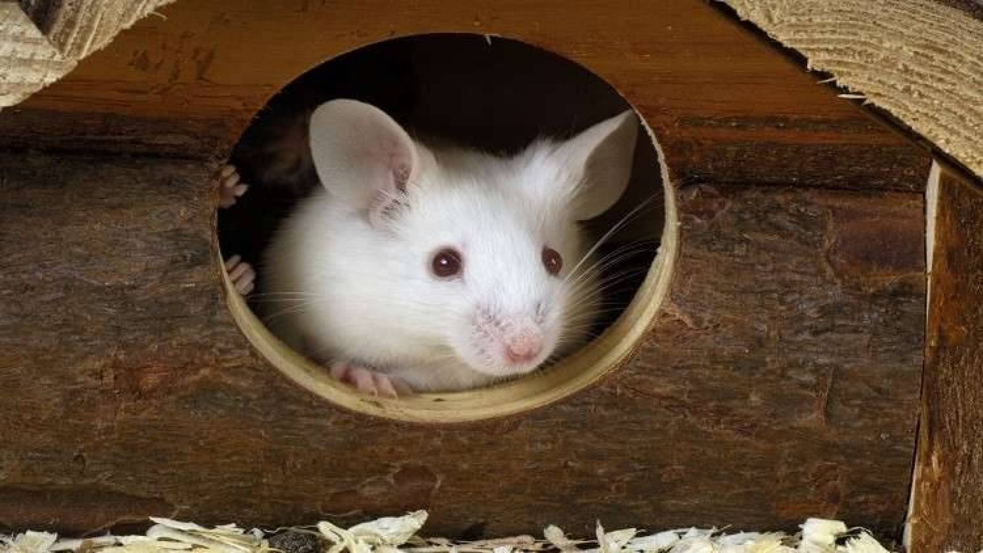 تفسير حلم الفأر في المنام للعزباء