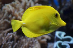 السمكة الكبيرة في المنام