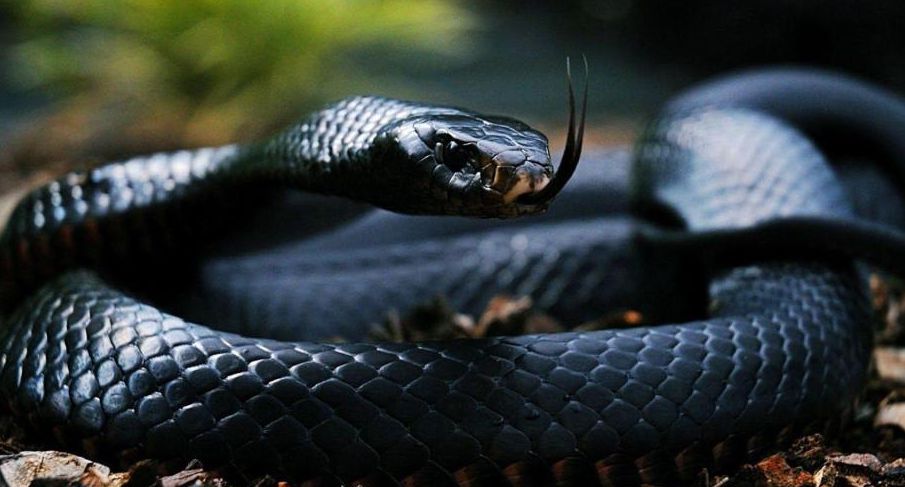 Droom van een zwarte slang in huis