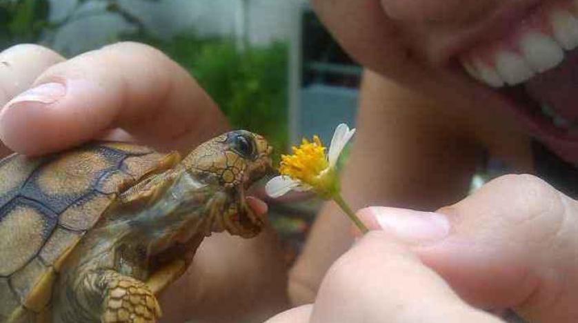 Tafsir mimpi tentang kura-kura untuk ibu hamil