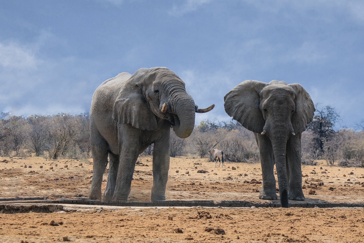 два сиви слонови на кафеав песок 3684839 1 - египетска локација