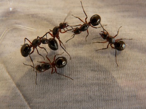 تفسير حلم النمل في المنام ورؤية النمل في البيت او على الجسم في الاحلام