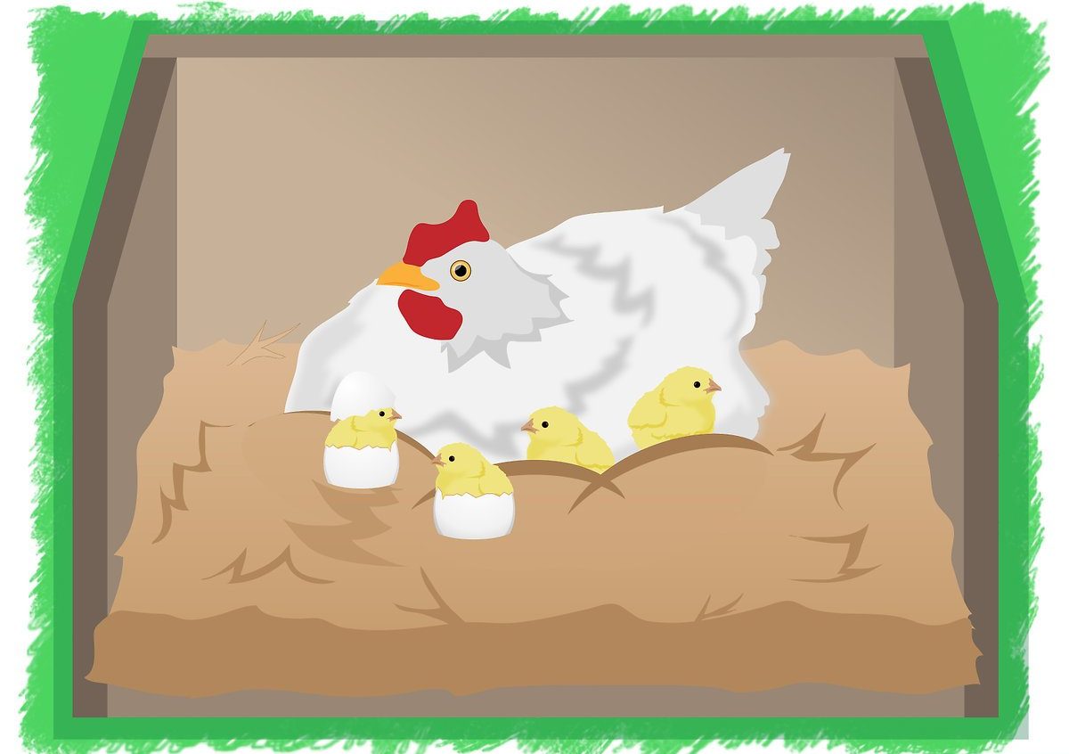 Видети јаја и кокошке у сну за неудате жене