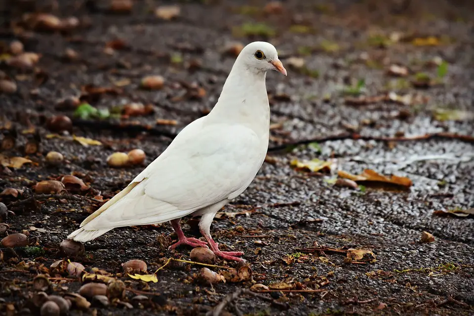 Witte duiven vliegen in een droom