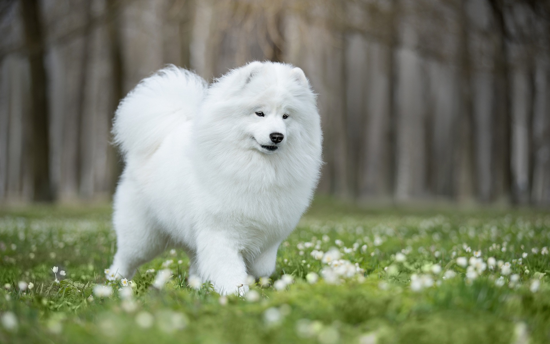 თეთრი ძაღლი სიზმარში