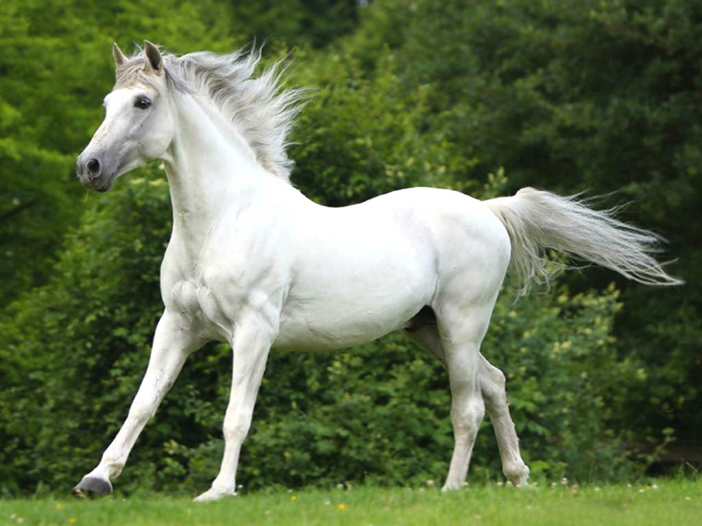 एक गर्भवती महिला के लिए एक सफेद घोड़े के सपने की व्याख्या