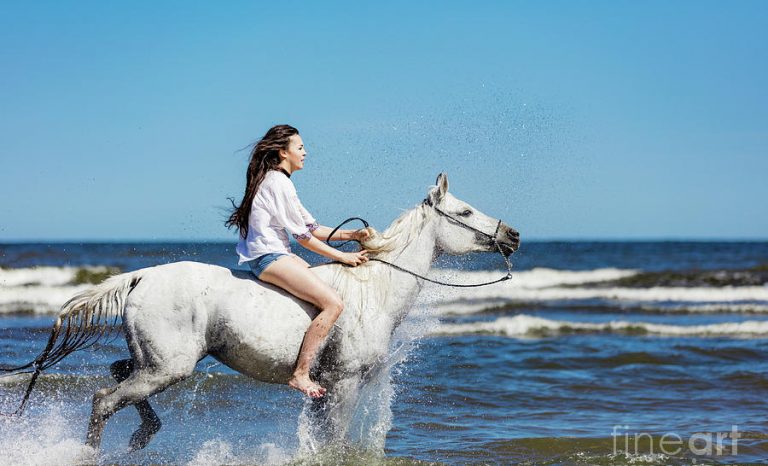 الحصان الأبيض في المنام