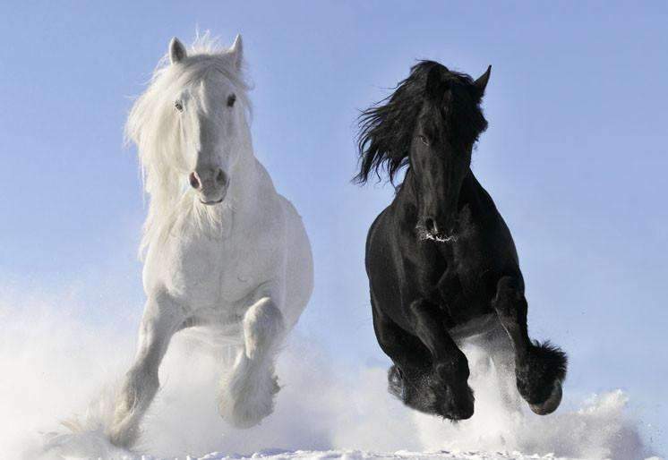 رؤية الحصان الأبيض والأسود في المنام