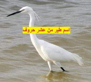 اسم طير من عشر حروف - حل لغز اسم طير من عشر حروف