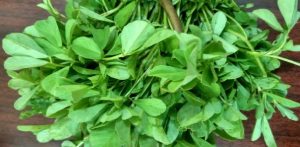 اعرف أكثر عن فوائد الحلبة الخضراء