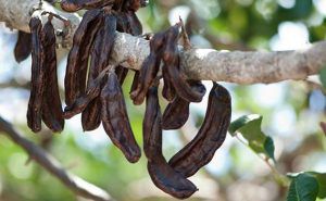 اعرف أكثر عن فوائد الخروب للرجيم