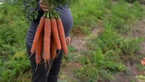 اعرفي أكثر عن فوائد الجزر للحامل