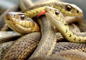 تفسير الثعابين في المنام