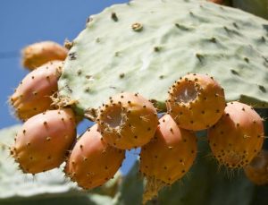 اعرف فوائد التين الشوكي لمرضى السكري