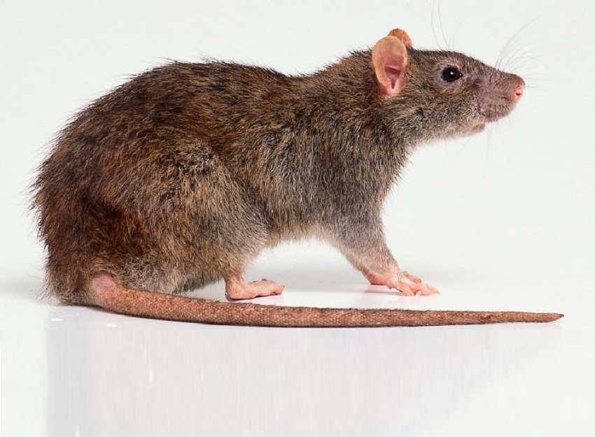 الجرذان والفئران في المنام