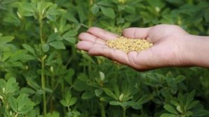 اعرف اكثر عن فوائد الحلبة الخضراء