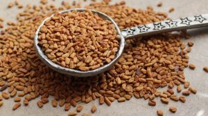 ما هي فوائد الحلبة بالعسل الاسود