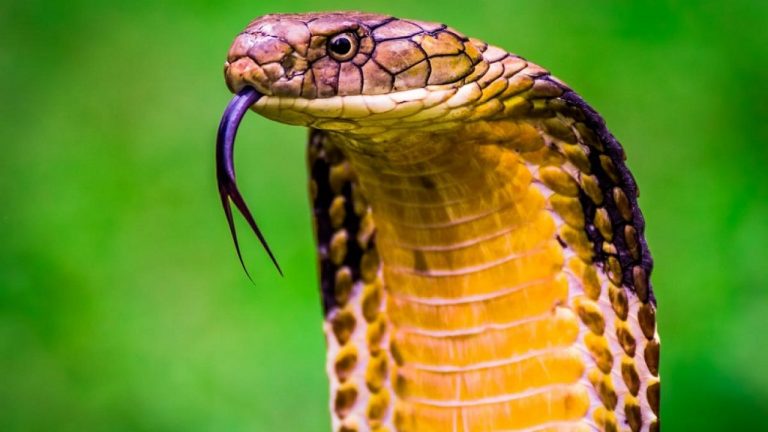 الحية في المنام