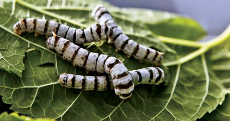 الدود في المنام