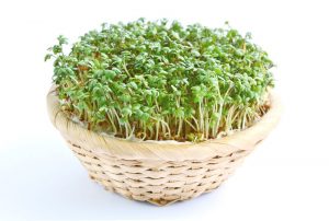 فوائد الرشاد الاخضر