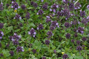 ما هي فوائد الزعتر البري للحامل