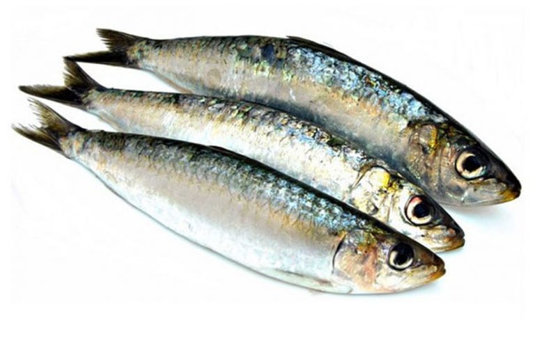 السردين في المنام