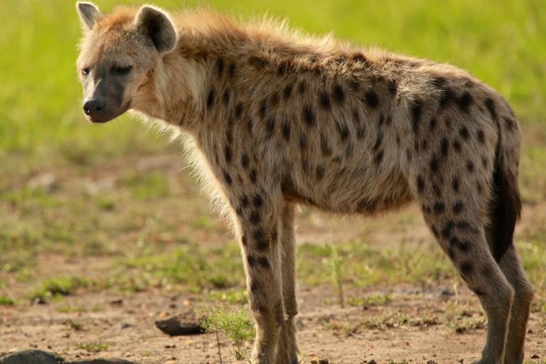 الضبع في المنام