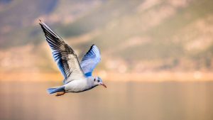 الطير في المنام