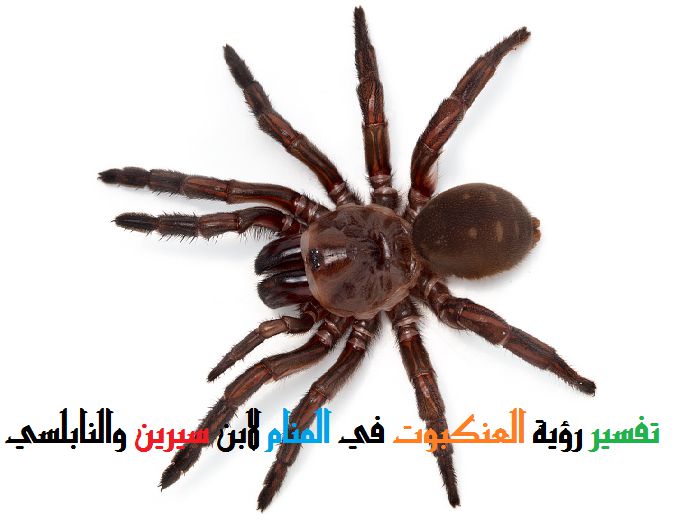 تفسير رؤية العنكبوت في المنام لابن سيرين والنابلسي - موقع مصري