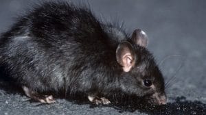 تأويل رؤية الفأر الأسود