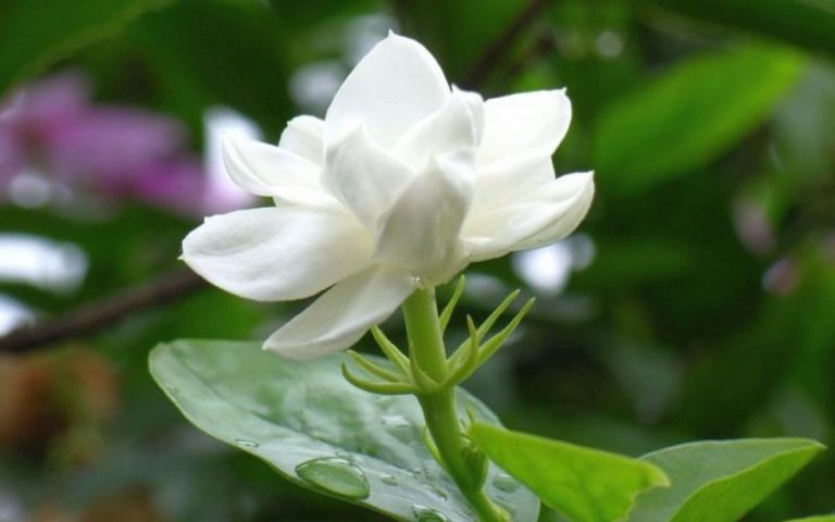 الفل في المنام