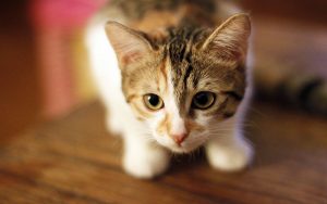 الهرة في المنام