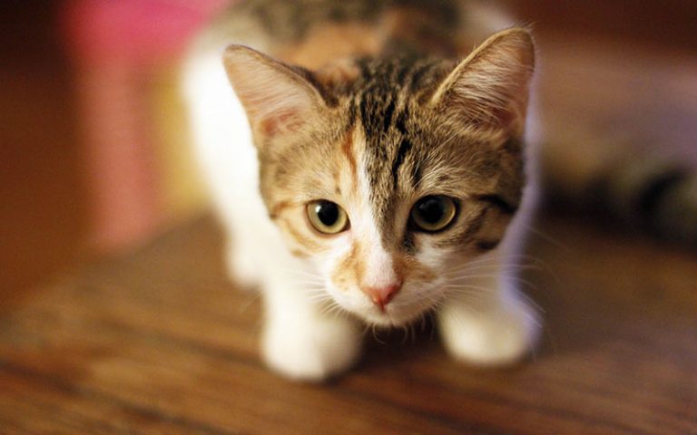 الهرة في المنام