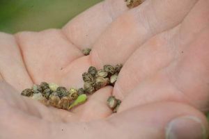 ما هي فوائد بذور الخس