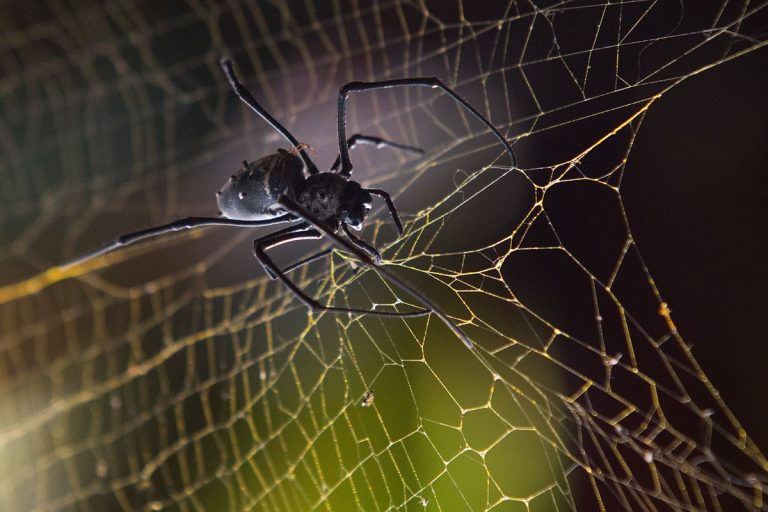 بيت العنكبوت في المنام