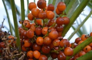 تعرف على فوائد الدوم للرجال