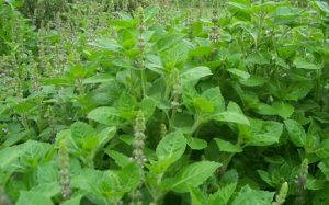 تعرف على فوائد الزعتر البري