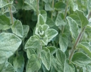 تعرف على فوائد الزعتر للقولون