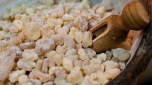 تعرف على فوائد اللبان الدكر